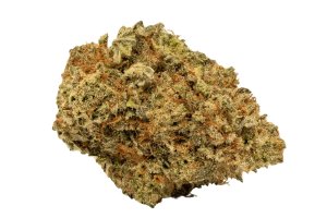 Mediprocan African Ruby 26/1 SOGC